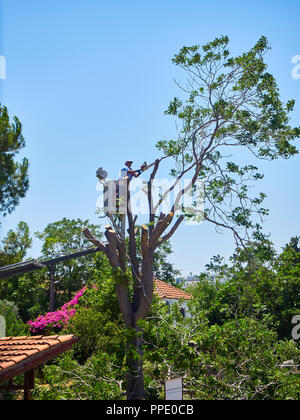 Bodrum, Turkey - July 6, 2018. A worker pruning a tree at height in a garden. Stock Photo
