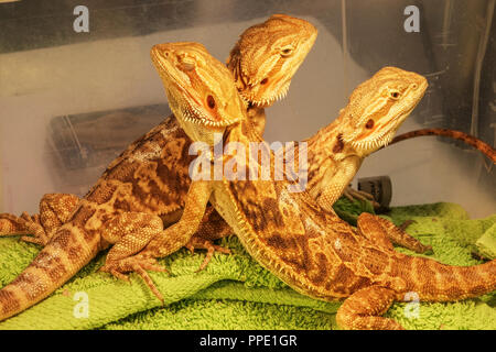 Sale of terrarium animals in plastic boxes on the market - Central bearded dragon Pogona vitticeps, Prague, Czech Republic Stock Photo
