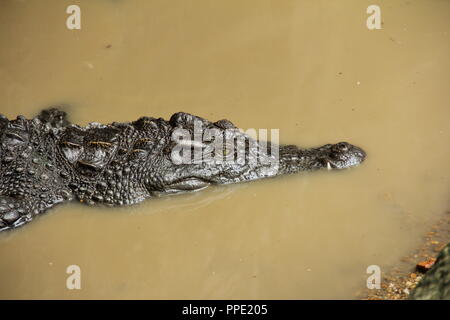 Closeup picture of a Siamese Crocodile (Crocodylus siamensis) floating in still water Stock Photo