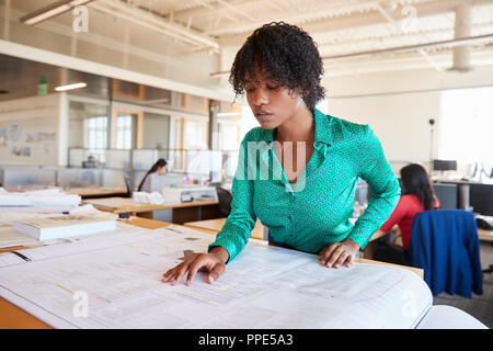 Black female architect studying plans in open plan office Stock Photo