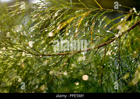 Pine Tree Leaves Stock Photo