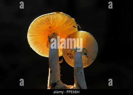 Mushroom in the forest in East Devon Stock Photo