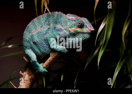 Panther chameleon in the reptile rescue center in the Kaulbachstrasse in Schwabing. Stock Photo