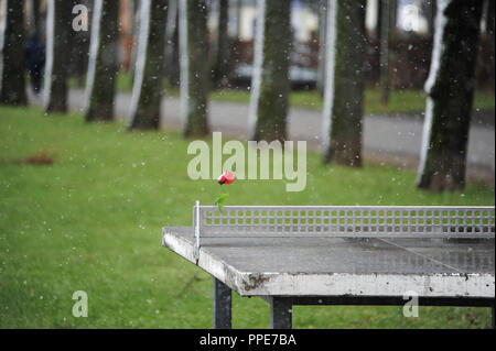 First snow in Munich in the winter of 2015/16: the picture shows a ping-pong table with red plastic rose at Bavariaring on the Theresienwiese. Stock Photo