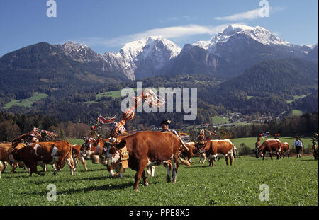 Almabtrieb (cattle drive) in Berchtesgaden from Koenigssee coming towards Schoenau with the already snow-covered Hoher Goell in the background, Berchtesgadener Land, Upper Bavaria, Germany. Stock Photo
