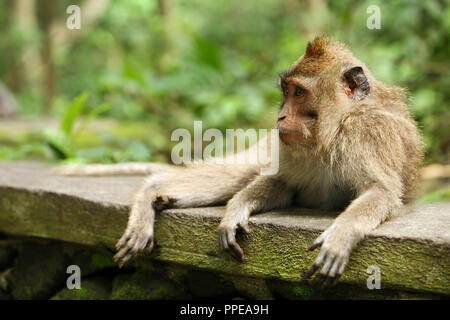 Portrait of the sad monkey. Forest of monkeys in Bali. Indonesia. Stock Photo