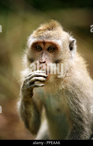 Portrait of the sad monkey. Forest of monkeys in Bali. Indonesia. Stock Photo