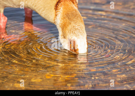 Egyptian goose up to its eyeballs in water Stock Photo