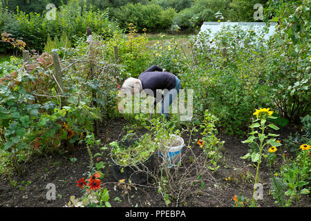 Older senior mature woman digging and weeding in a vegetable fruit and flower garden in autumn Carmarthenshire West Wales UK  KATHY DEWITT