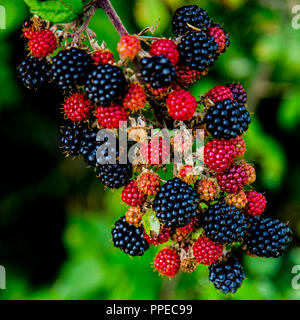 Blackberries ripening and a green shield bug Stock Photo