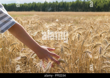 Child hand gently touching golden spikes on field Stock Photo