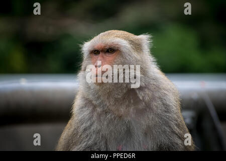 Formosan Rock Macaque, East Coast of Taiwan Stock Photo