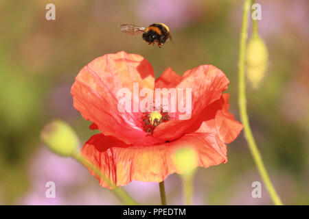 Bumblebee hovering above a poppy on a sunny sumer's day. Stock Photo