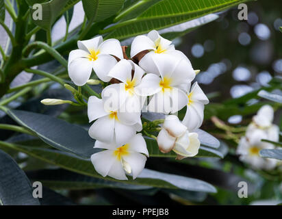 Closeup of Beautiful White and Yellow Frangipani Flowers on a Tree in Raffles Square Singapore Asia Stock Photo