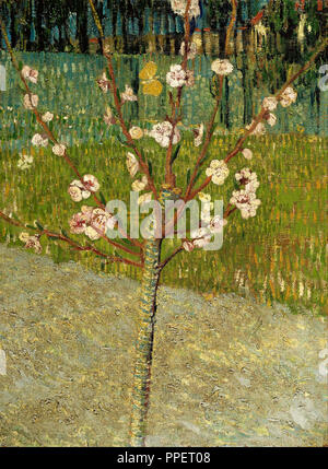 Almond tree in blossom. Date/Period: April 1888 - 1888. Painting. Oil on canvas. Author: VINCENT VAN GOGH. Stock Photo