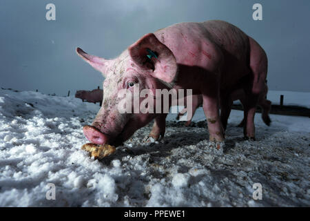 Free range pigs at the Konradhof of farmer Stefan Dellinger in Seefeld-Unering. Stock Photo