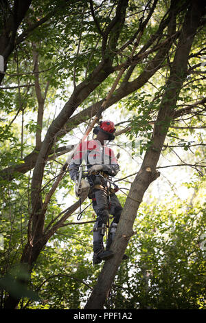 Man climbs up on a tree.The man is wearing safety equipment clothes