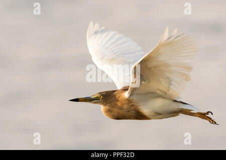 An Indian Pond Heron (Ardeola grayii), captured in flight over a water body in Goa, India Stock Photo