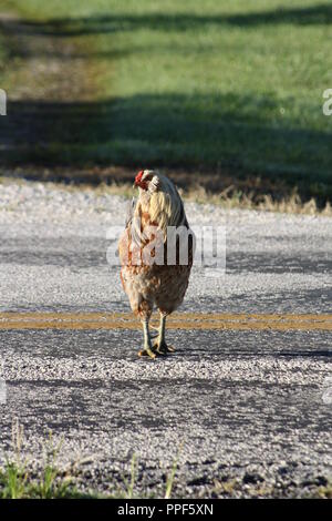 Chicken Crossing the Road Stock Photo