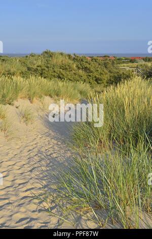 Footprints in the sand of a way in the dunes between clusters of green beach grass on the island Juist with rooftops from the village in the distance, 27 June 2018 | usage worldwide Stock Photo