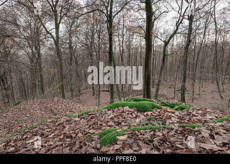 Foliage coloring in deciduous forest and moss covered rocks in autumn Stock Photo