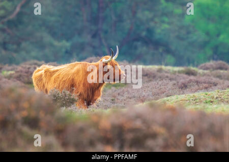 Closeup of brown red Highland cattle, Scottish cattle breed (Bos taurus) with long horns walking through heather in heathland. Stock Photo