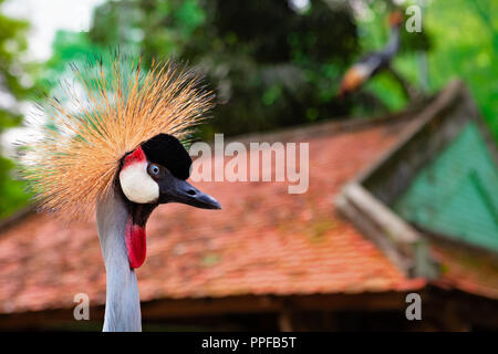 Portrait of wild grey crowned crane against jungle. Close up view of crane head with crest looking at camera on green background. Stock Photo