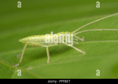 Oak Bush cricket nymph (Meconema thalassinum) on oak leaf. Tipperary, Ireland Stock Photo