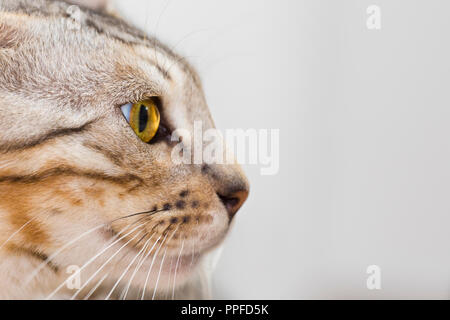 Side view portrait of beautiful male Bengal cat kitten with amazing amber eyes