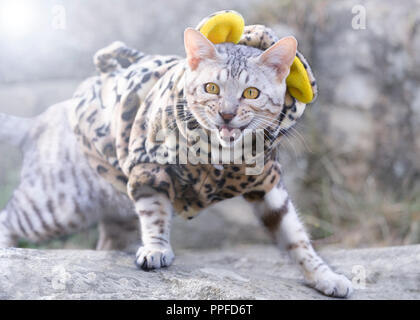 Angry, upset and hissing male Bengal cat looking at camera dressed up in a leopard outfit outdoors Stock Photo