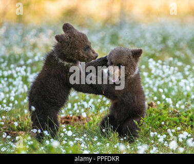 Brown bear cubs playing in the forest. Sceintific name: Ursus arctos. Stock Photo