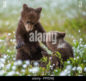 Brown bear cubs playing in the forest. Sceintific name: Ursus arctos. Stock Photo