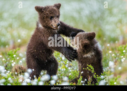 Brown bear cubs playing in the forest. Sceintific name: Ursus arctos. Stock Photo