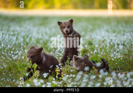 Brown bear cubs playing in the forest. Sceintific name: Ursus arctos. Stock Photo