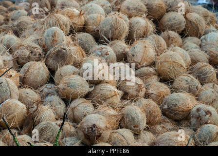 A pile of coconuts, with outer husk removed, on sale at a market Stock Photo
