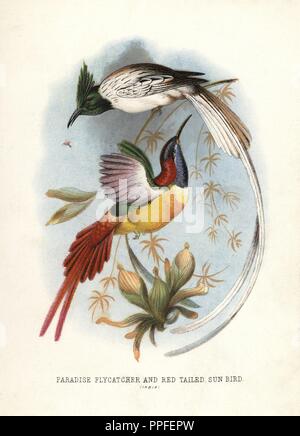 Asian paradise-flycatcher, Terpsiphone paradisi, and fire-tailed sunbird, Aethopyga ignicauda. Chromolithograph by unknown artist/engraver from Mary and Elizabeth Kirby's 'Beautiful Birds in Far-Off Lands,' T. Nelson, London, 1872. Mary Kirby (1817-1893) and Elizabeth Kirby (1823-1873) were two Victorian sisters who wrote many natural history books for children. Stock Photo