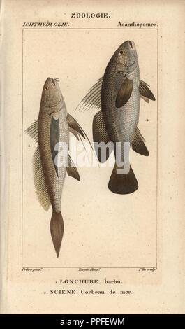 Longtail croaker, Lonchure barbu, Lonchurus lanceolatus and meagre, stone bass, shadefish, Sciene, Corbeau de mer, Argyrosomus regius. Handcoloured copperplate stipple engraving from Jussieu's 'Dictionnaire des Sciences Naturelles' 1816-1830. The volumes on fish and reptiles were edited by Hippolyte Cloquet, natural historian and doctor of medicine. Illustration by J.G. Pretre, engraved by Plee, directed by Turpin, and published by F. G. Levrault. Jean Gabriel Pretre (17801845) was painter of natural history at Empress Josephine's zoo and later became artist to the Museum of Natural History. Stock Photo