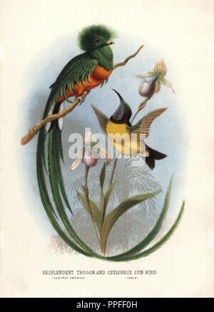 Resplendent quetzal, Pharomachrus mocinno (near threatened), and purple-rumped sunbird, Nectarinia zeylonica. Chromolithograph by unknown artist/engraver from Mary and Elizabeth Kirby's 'Beautiful Birds in Far-Off Lands,' T. Nelson, London, 1872. Mary Kirby (1817-1893) and Elizabeth Kirby (1823-1873) were two Victorian sisters who wrote many natural history books for children. Stock Photo