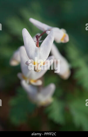 A delicate dutchman's breeches comes into focus against several other flowers from the same plant, Stock Photo