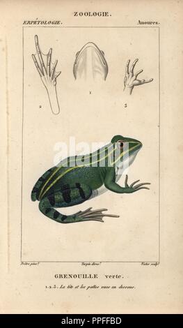 Green frog, grenouille verte, edible frog, Pelophylax kl. esculentus. Handcoloured copperplate stipple engraving from Jussieu's 'Dictionnaire des Sciences Naturelles' 1816-1830. The volumes on fish and reptiles were edited by Hippolyte Cloquet, natural historian and doctor of medicine. Illustration by J.G. Pretre, engraved by Victor, directed by Turpin, and published by F. G. Levrault. Jean Gabriel Pretre (17801845) was painter of natural history at Empress Josephine's zoo and later became artist to the Museum of Natural History. Stock Photo