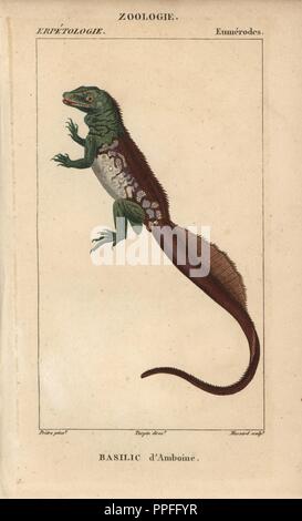 Amboina sailfin lizard, Basilic d'Amboine, Hydrosaurus amboinensis. Handcoloured copperplate stipple engraving from Jussieu's 'Dictionnaire des Sciences Naturelles' 1816-1830. The volumes on fish and reptiles were edited by Hippolyte Cloquet, natural historian and doctor of medicine. Illustration by J.G. Pretre, engraved by Massard, directed by Turpin, and published by F. G. Levrault. Jean Gabriel Pretre (17801845) was painter of natural history at Empress Josephine's zoo and later became artist to the Museum of Natural History. Stock Photo