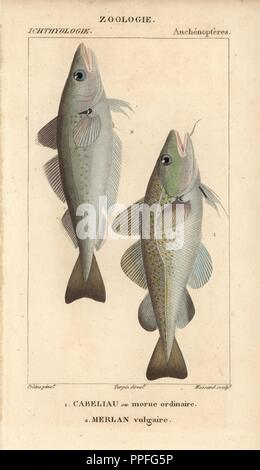 Cod, cabeliau ou morue ordinaire, Gadus morhua and whiting, merlan vulgaire,  Merlangius merlangus. Handcoloured copperplate stipple engraving from Jussieu's 'Dictionnaire des Sciences Naturelles' 1816-1830. The volumes on fish and reptiles were edited by Hippolyte Cloquet, natural historian and doctor of medicine. Illustration by J.G. Pretre, engraved by Massard, directed by Turpin, and published by F. G. Levrault. Jean Gabriel Pretre (17801845) was painter of natural history at Empress Josephine's zoo and later became artist to the Museum of Natural History. Stock Photo