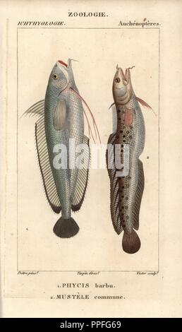 Forkbeard, Phycis phycis 1 and fivebeard rockling, Ciliata mustela.2 ...