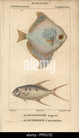 Silver moony, Monodactylus argenteus, Acanthopode argente, and pompano, Acanthinion a trois taches, Trachinotus ovatus. Handcoloured copperplate stipple engraving from Jussieu's 'Dictionnaire des Sciences Naturelles' 1816-1830. The volumes on fish and reptiles were edited by Hippolyte Cloquet, natural historian and doctor of medicine. Illustration by J.G. Pretre, engraved by Boquet, directed by Turpin, and published by F. G. Levrault. Jean Gabriel Pretre (17801845) was painter of natural history at Empress Josephine's zoo and later became artist to the Museum of Natural History. Stock Photo