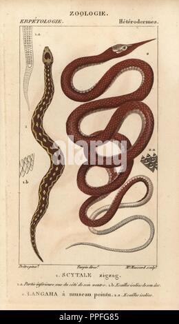 Saw-scaled viper, scytale zigzag, Echis carinatus, and Madagascar leafnose snake, langaha a museau pointu, Langaha madagascariensis. Handcoloured copperplate stipple engraving from Jussieu's 'Dictionnaire des Sciences Naturelles' 1816-1830. The volumes on fish and reptiles were edited by Hippolyte Cloquet, natural historian and doctor of medicine. Illustration by J.G. Pretre, engraved by Madame Massard, directed by Turpin, and published by F. G. Levrault. Jean Gabriel Pretre (17801845) was painter of natural history at Empress Josephine's zoo and later became artist to the Museum of Natural H Stock Photo