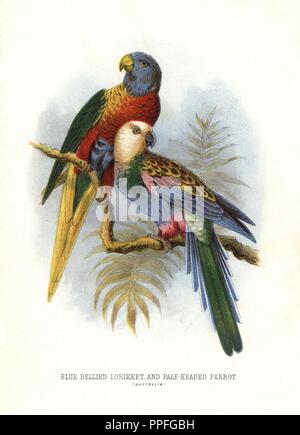 Rainbow lorikeet, Trichoglossus moluccanus, and pale-headed rosella, Platycercus adscitus. Chromolithograph by unknown artist/engraver from Mary and Elizabeth Kirby's 'Beautiful Birds in Far-Off Lands,' T. Nelson, London, 1872. Mary Kirby (1817-1893) and Elizabeth Kirby (1823-1873) were two Victorian sisters who wrote many natural history books for children. Stock Photo