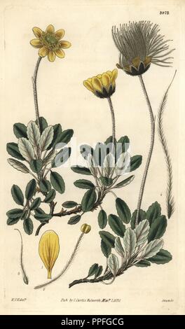 Yellow-flowered or Drummond's mountain avens, Dryas drummondii. Illustration drawn by William Jackson Hooker, engraved by Swan. Handcolored copperplate engraving from William Curtis's 'The Botanical Magazine,' Samuel Curtis, 1830. Hooker (1785-1865) was an English botanist, writer and artist. He was Regius Professor of Botany at Glasgow University, and editor of Curtis' 'Botanical Magazine' from 1827 to 1865. In 1841, he was appointed director of the Royal Botanic Gardens at Kew, and was succeeded by his son Joseph Dalton. Hooker documented the fern and orchid crazes that shook England in the  Stock Photo