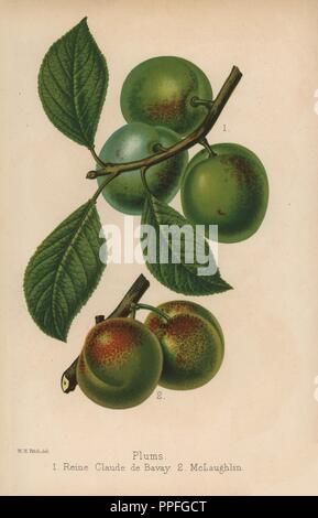 Plum cultivars: Reine Claude de Bavay and McLaughlin, Prunus domestica. Drawn by Walter Hood Fitch and chromolithographed by G. Severeyns, Brussels, from 'The Florist and Pomologist' Robert Hogg, London, published from 1878 to 1884. 251 hand-coloured and chromolithographic plates of fruit and flowers. Drawn by Walter Hood Fitch, Miss E. Regel, and J.L. Macfarlane, lithographed by G. Severeyns and Stroobant, Belgium. Stock Photo