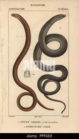 Slow worm, orvet commun, Anguis fragilis, and Eastern glass lizard, ophisaure ventral, Ophisaurus ventralis. Handcoloured copperplate stipple engraving from Jussieu's 'Dictionnaire des Sciences Naturelles' 1816-1830. The volumes on fish and reptiles were edited by Hippolyte Cloquet, natural historian and doctor of medicine. Illustration by J.G. Pretre, engraved by Plee, directed by Turpin, and published by F. G. Levrault. Jean Gabriel Pretre (17801845) was painter of natural history at Empress Josephine's zoo and later became artist to the Museum of Natural History. Stock Photo