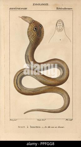 Indian cobra, spectacled cobra, naja a lunettes, Naja naja. Poisonous snake. Handcoloured copperplate stipple engraving from Jussieu's 'Dictionnaire des Sciences Naturelles' 1816-1830. The volumes on fish and reptiles were edited by Hippolyte Cloquet, natural historian and doctor of medicine. Illustration by J.G. Pretre, engraved by Plee, directed by Turpin, and published by F. G. Levrault. Jean Gabriel Pretre (17801845) was painter of natural history at Empress Josephine's zoo and later became artist to the Museum of Natural History. Stock Photo